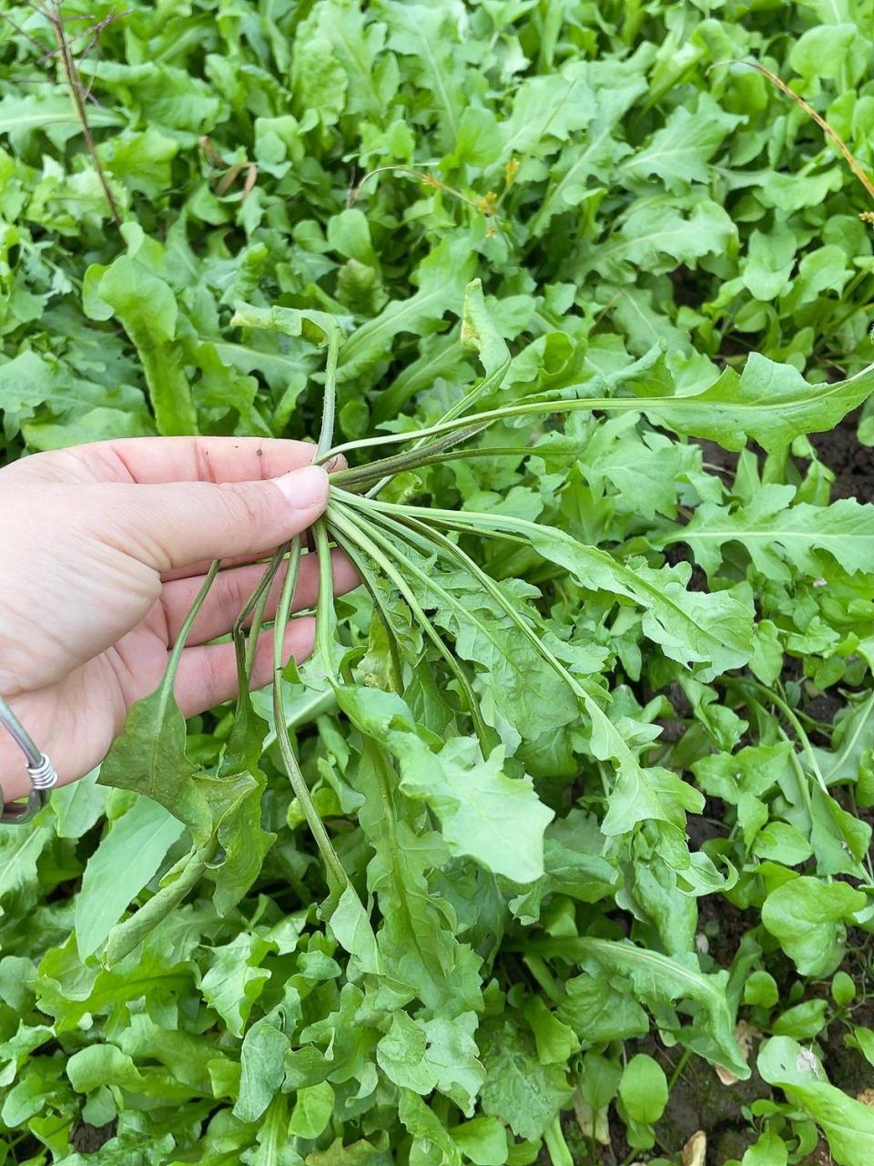 那么,如何种植荠菜呢?下面就跟随我一起来了解一下吧!