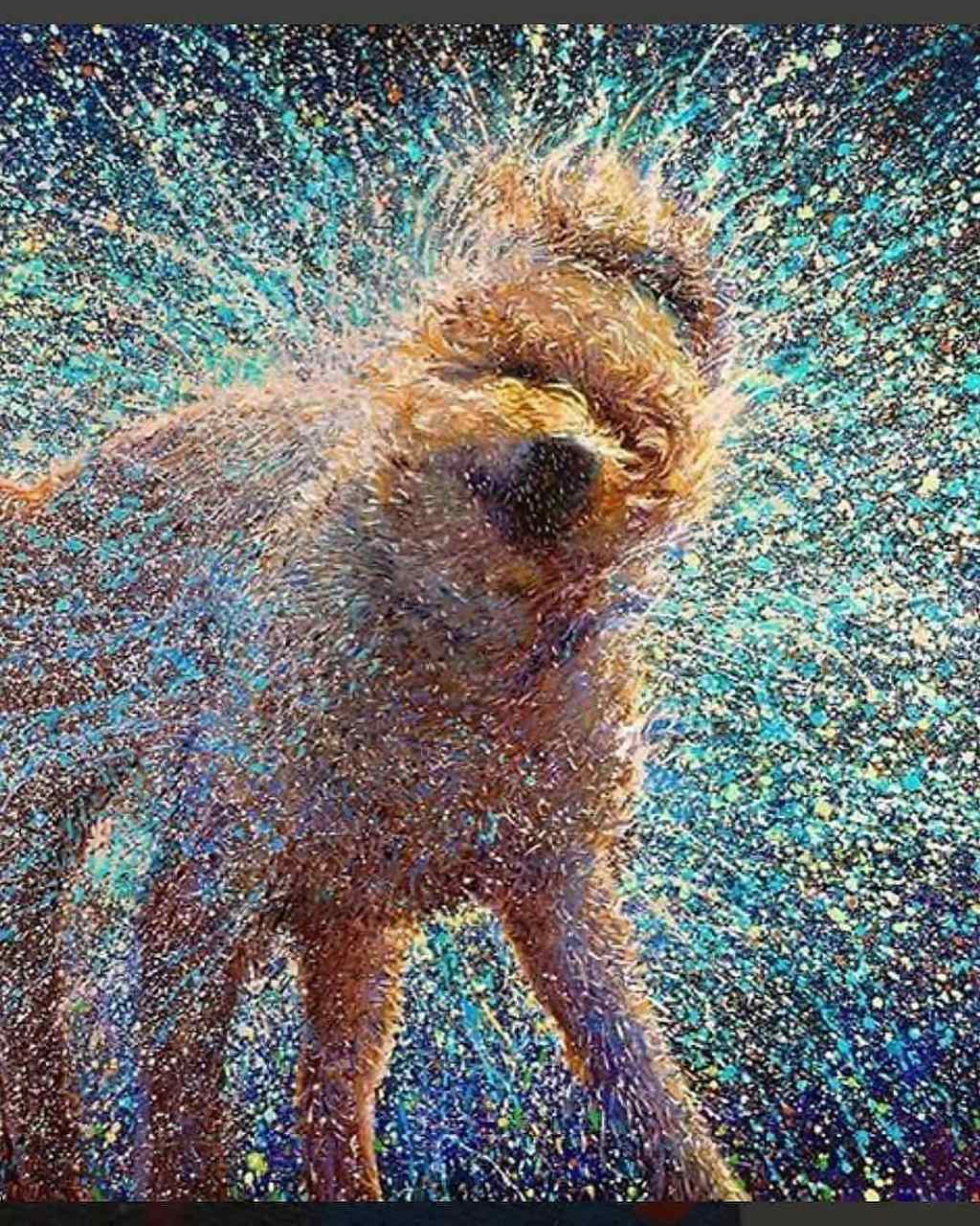 高速镜头下狗狗甩动身上水滴的瞬间,通过艺术的表达方式,让画面的视觉