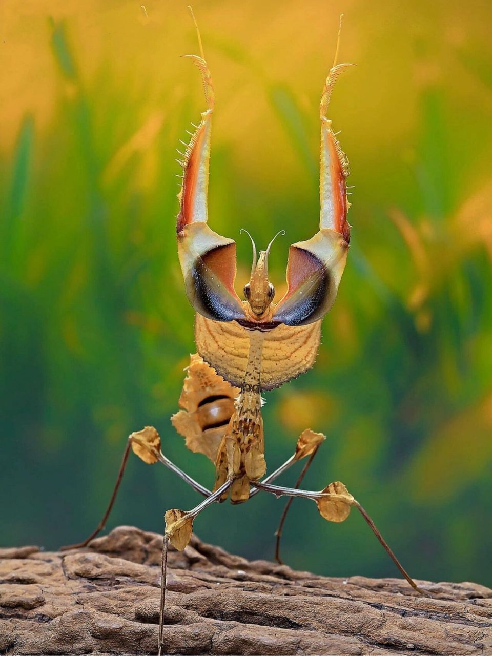 生物名:魔花螳螂 外文名:idolomantis diabolica 分布地:非洲 科属