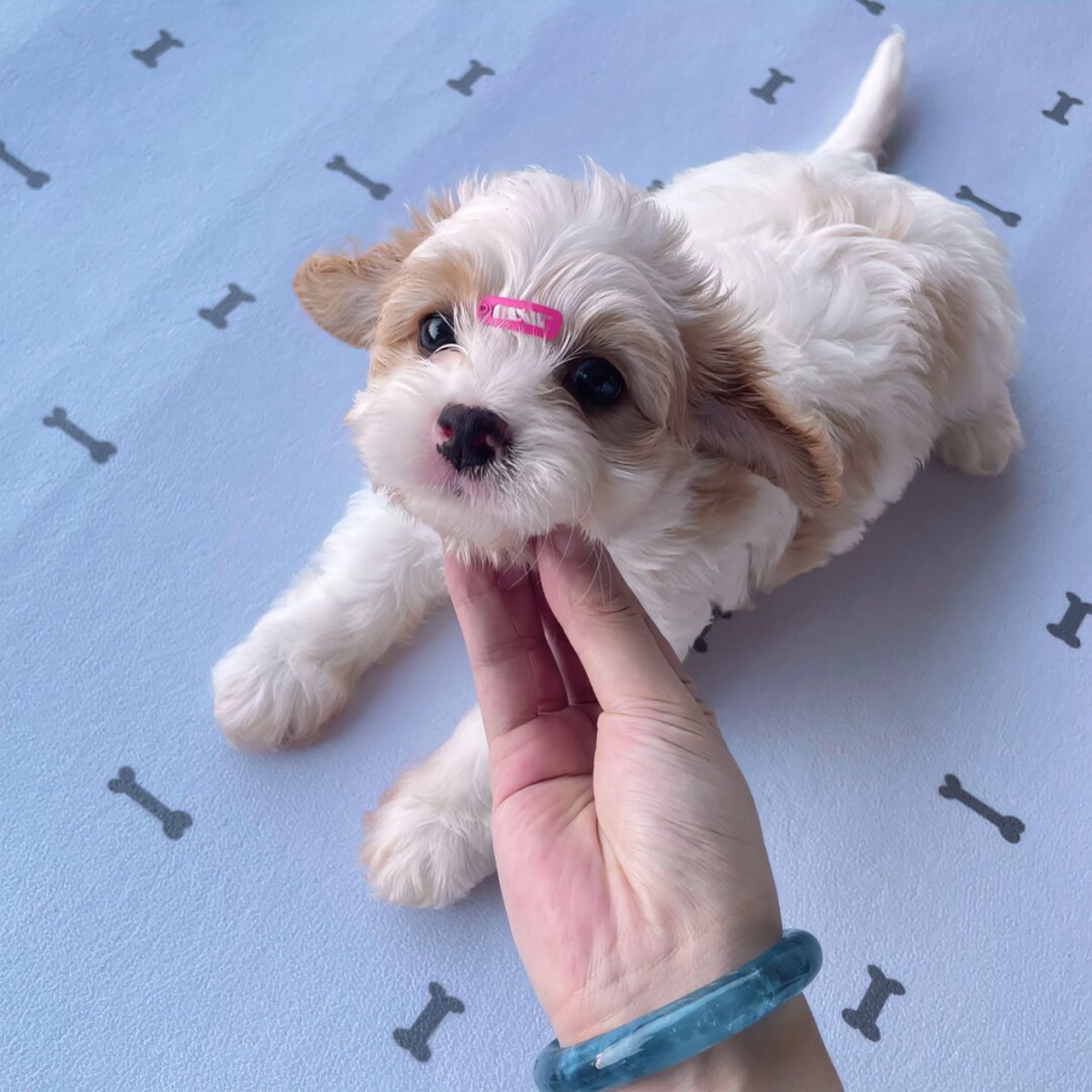 骑士比熊cavachon嗷呜 小狗耳朵飞起来啦  我超可爱的93