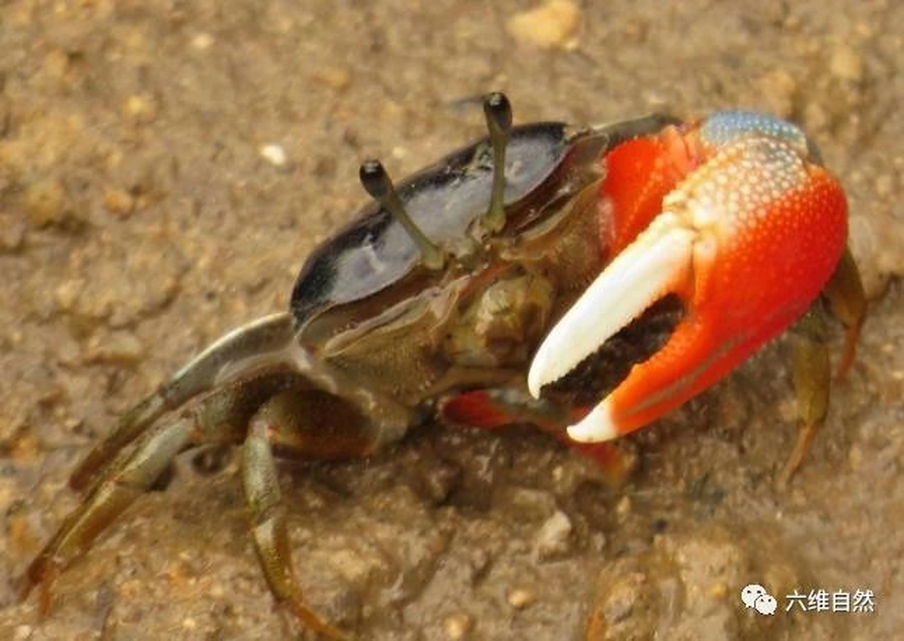 抓螃蟹# 在螃蟹中,很多蟹类都有一双匀称的大钳,即是螯足,是它们用来