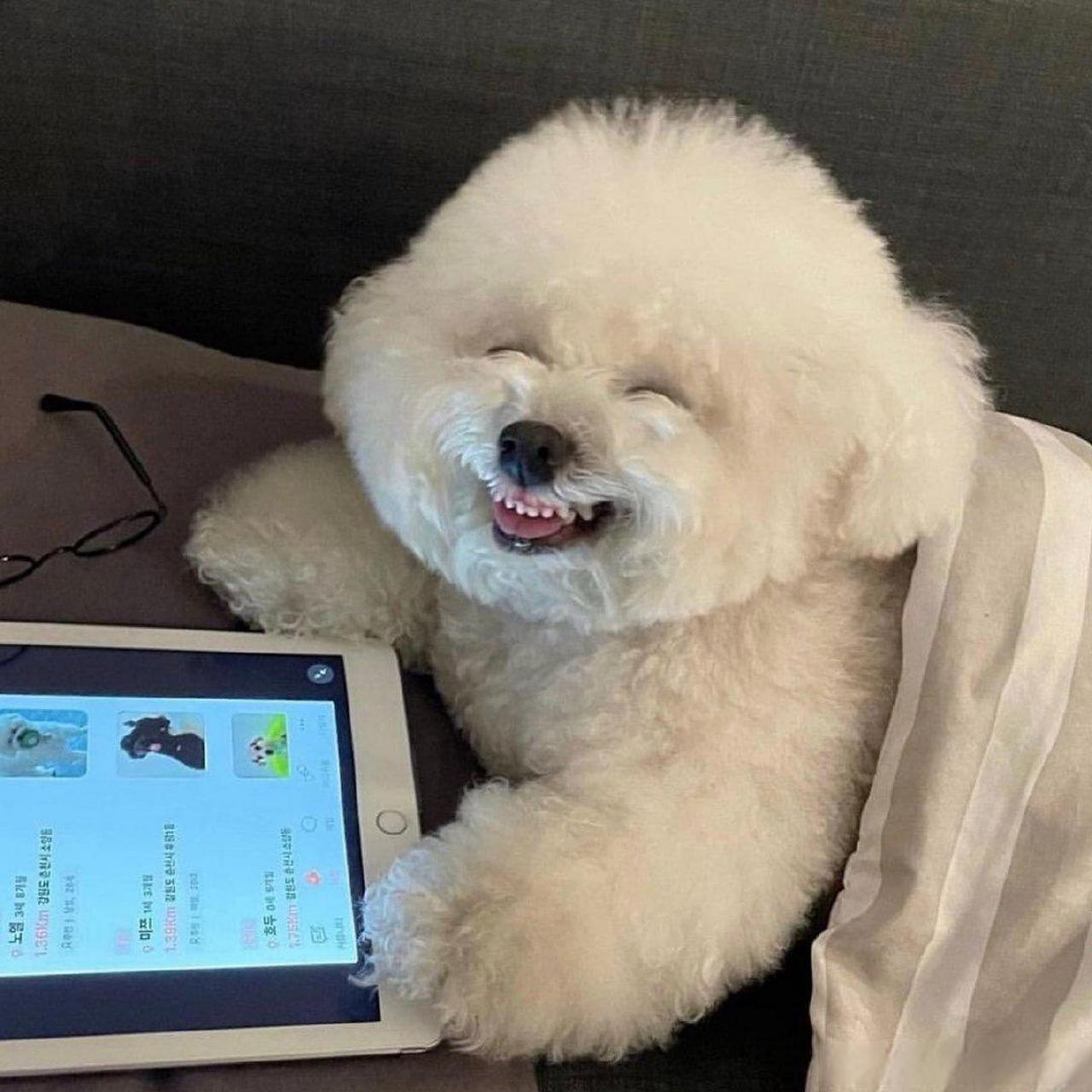 狗狗开心大笑的图片图片