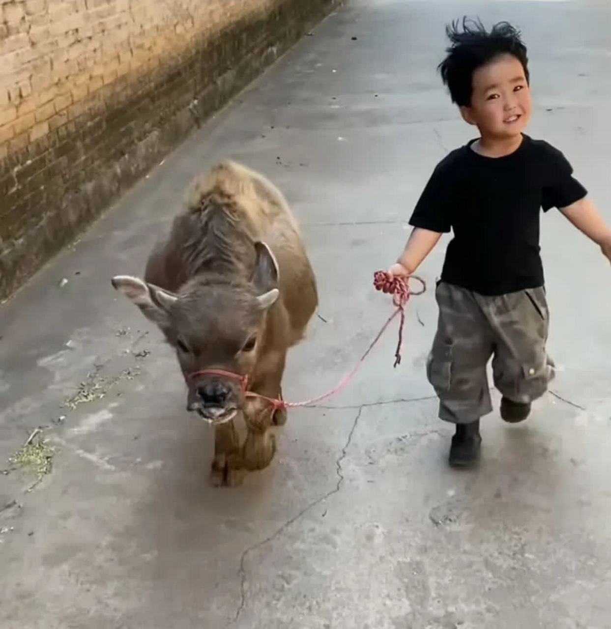 小兄弟,你的宠物牛很可爱,哪里买的?[大笑][大笑]#搞笑