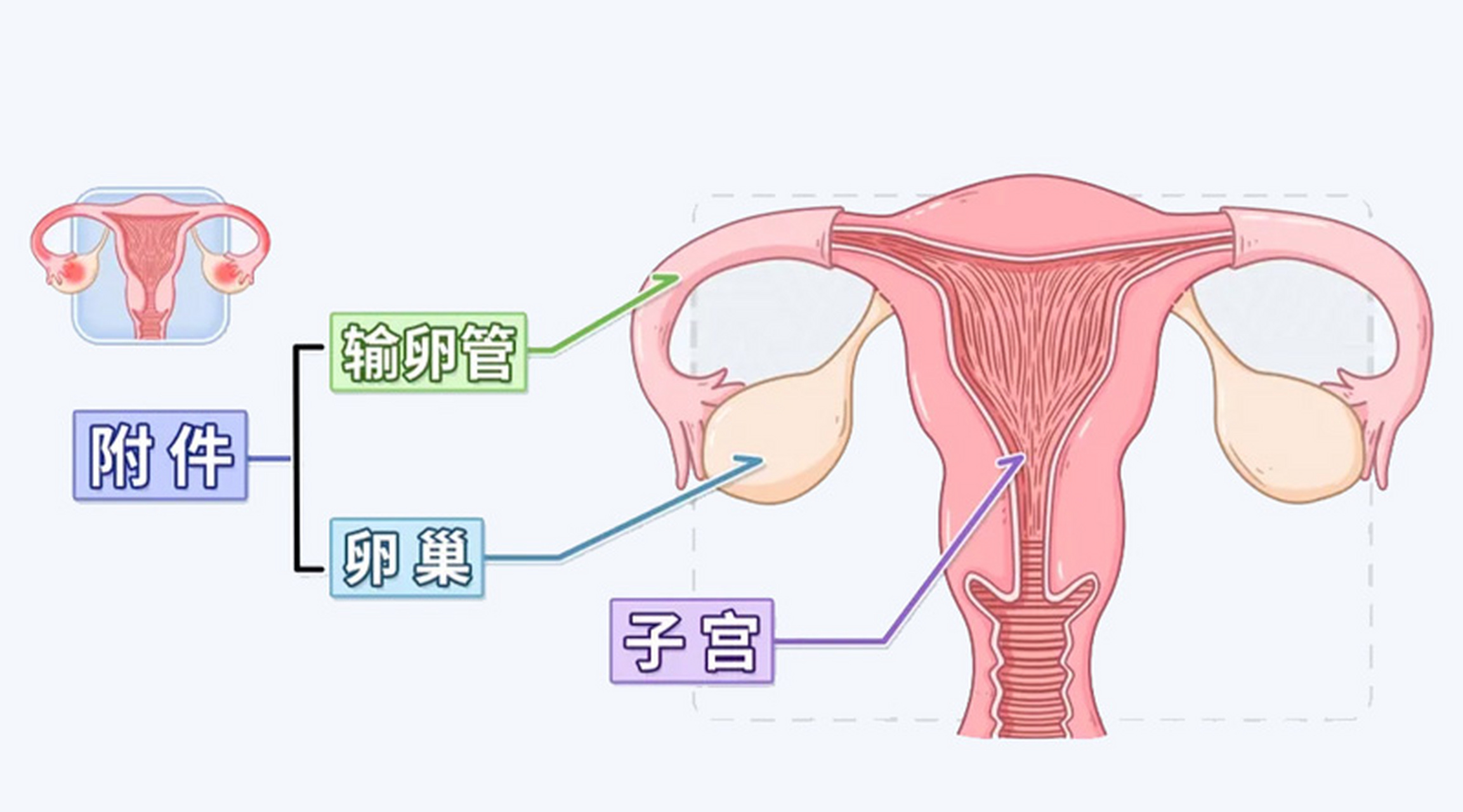 女性盆腔中的附件是什么东西?