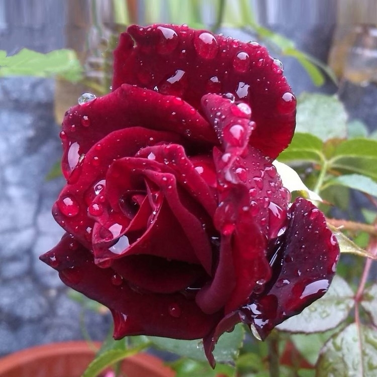 月季花-黑魔术. 既然提到了黑巴克,肯定是少不了黑魔术的身影了.