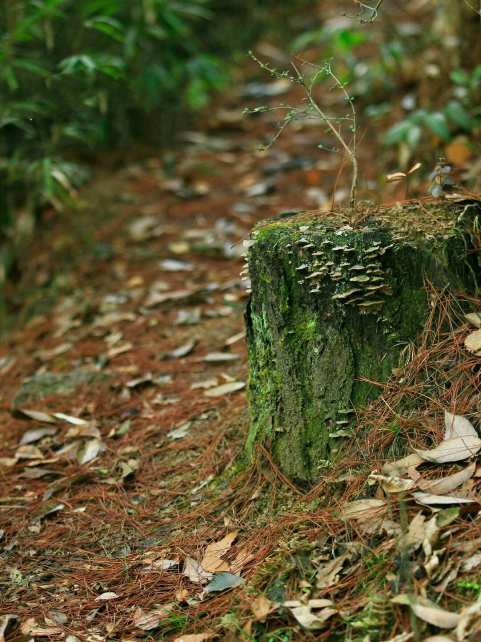 仙华山植物图片