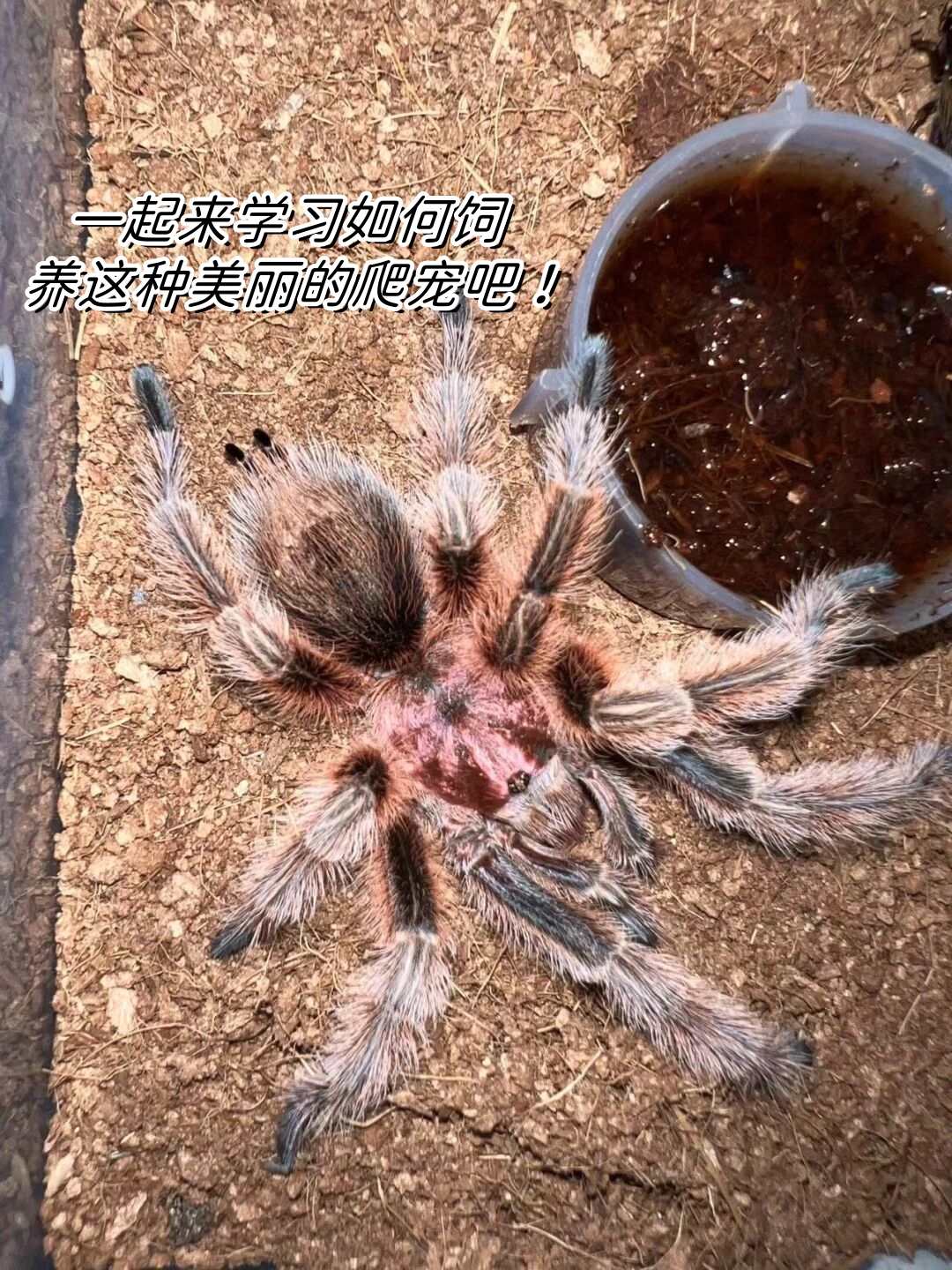 椰土易于保湿,除异味,不易发霉,是养蜘蛛的理想选择.