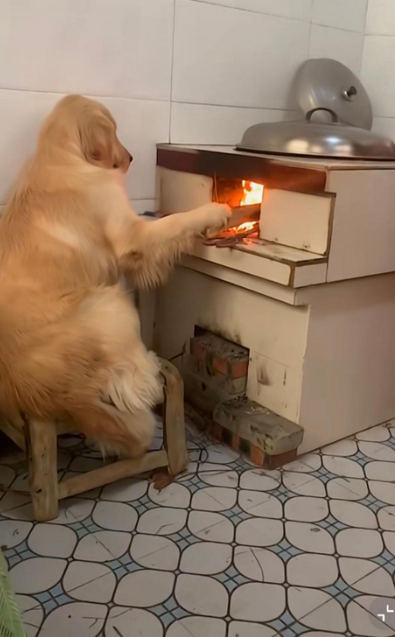 狗子挺乖的,会帮忙烧饭了