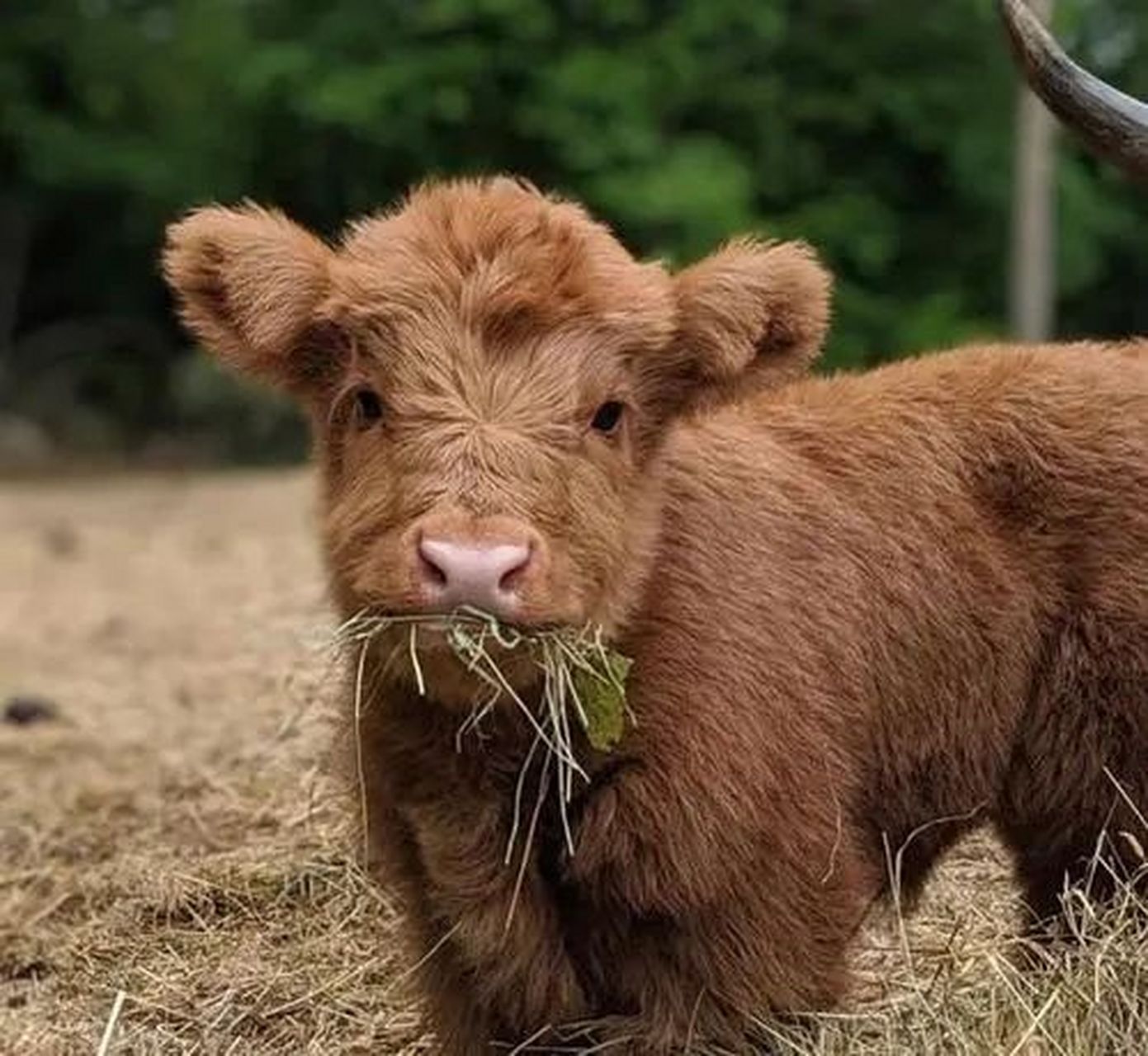 牛牛怎么这么萌,外号叫"非主牛" 高地牛,一种古老的品种 身体健壮