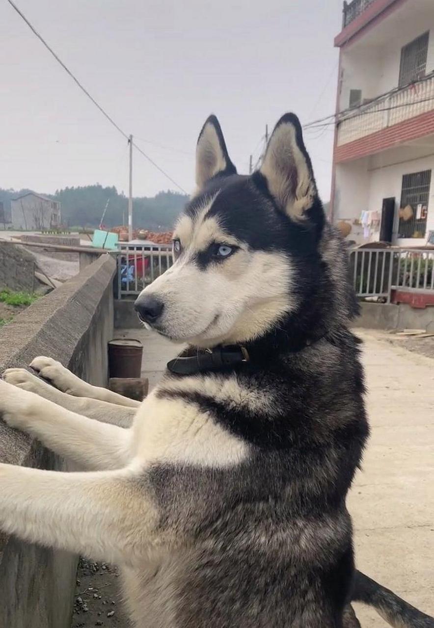 网友:二哈:帅吗,拿智商换的. #趣图搞笑