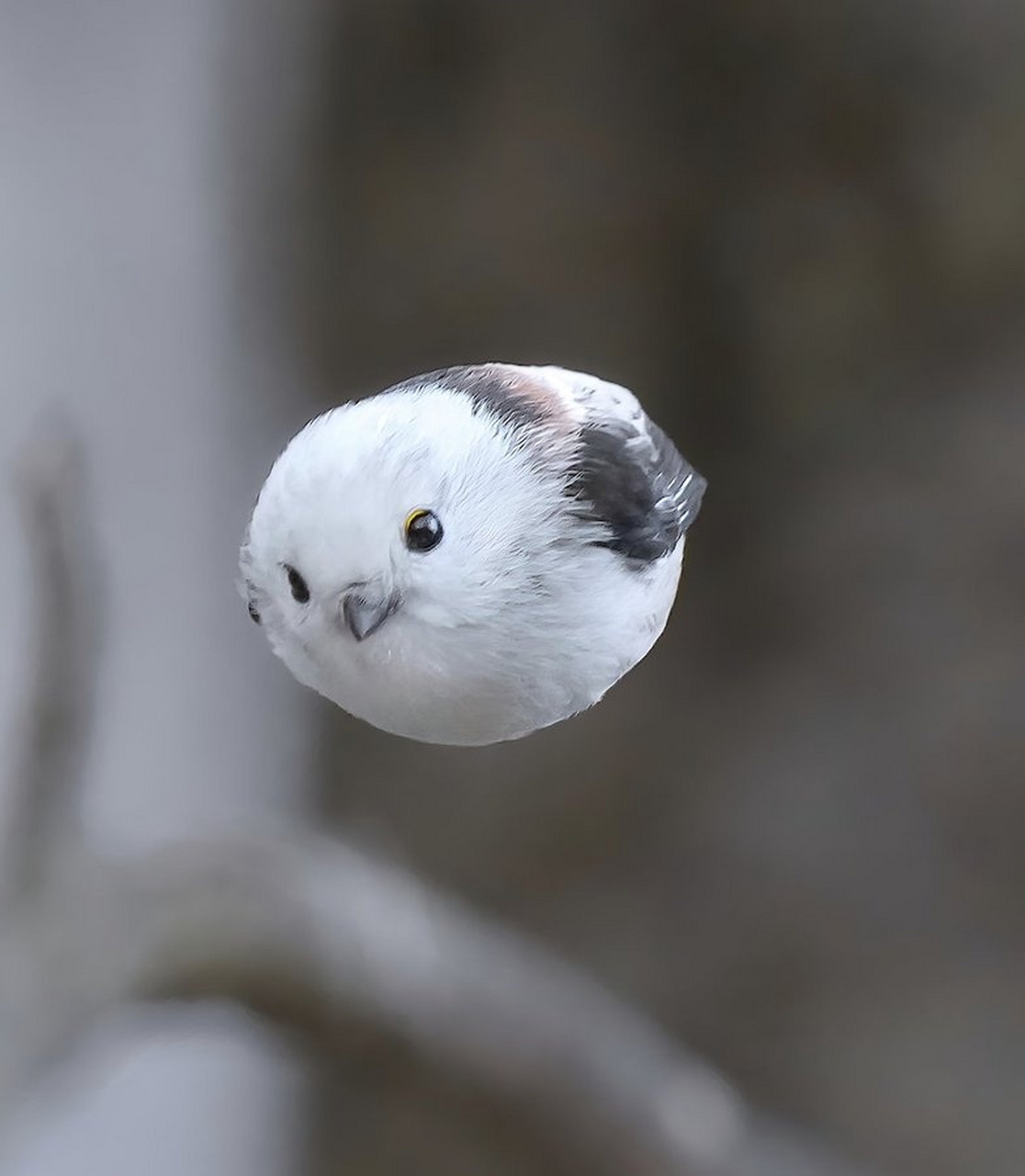 一只银喉长尾山雀在飞行的时候被照相机捕获,真是太经典,太可爱了!