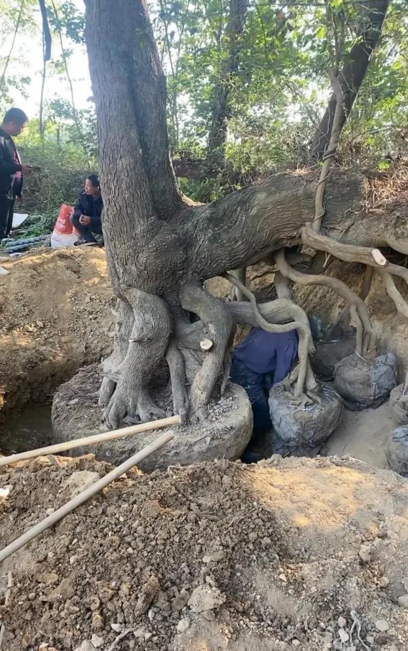挖个树桩,挖出了考古的味道,挖树师傅好技术 #搞笑趣味图