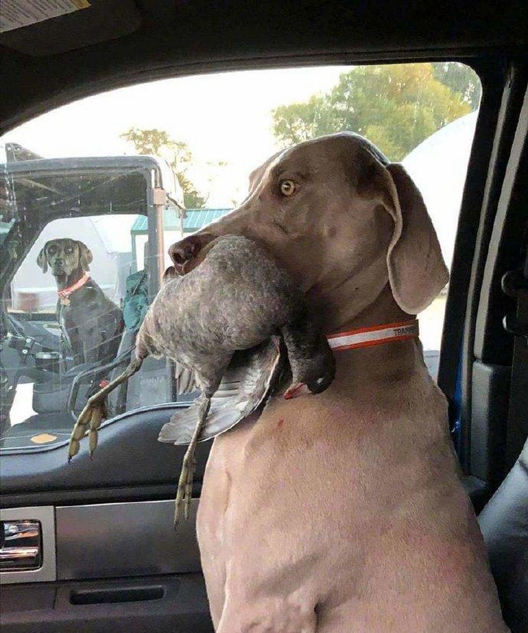 后面的狗狗看得目瞪口呆 #搞笑萌宠