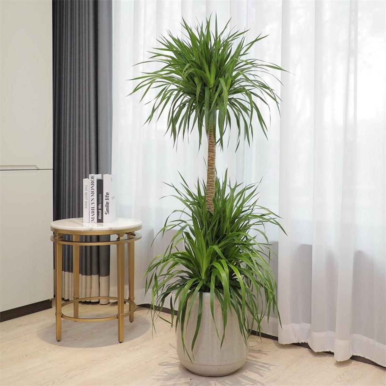 今天,我们就来聊聊如何养护龙血树,让它更健康,更美丽.