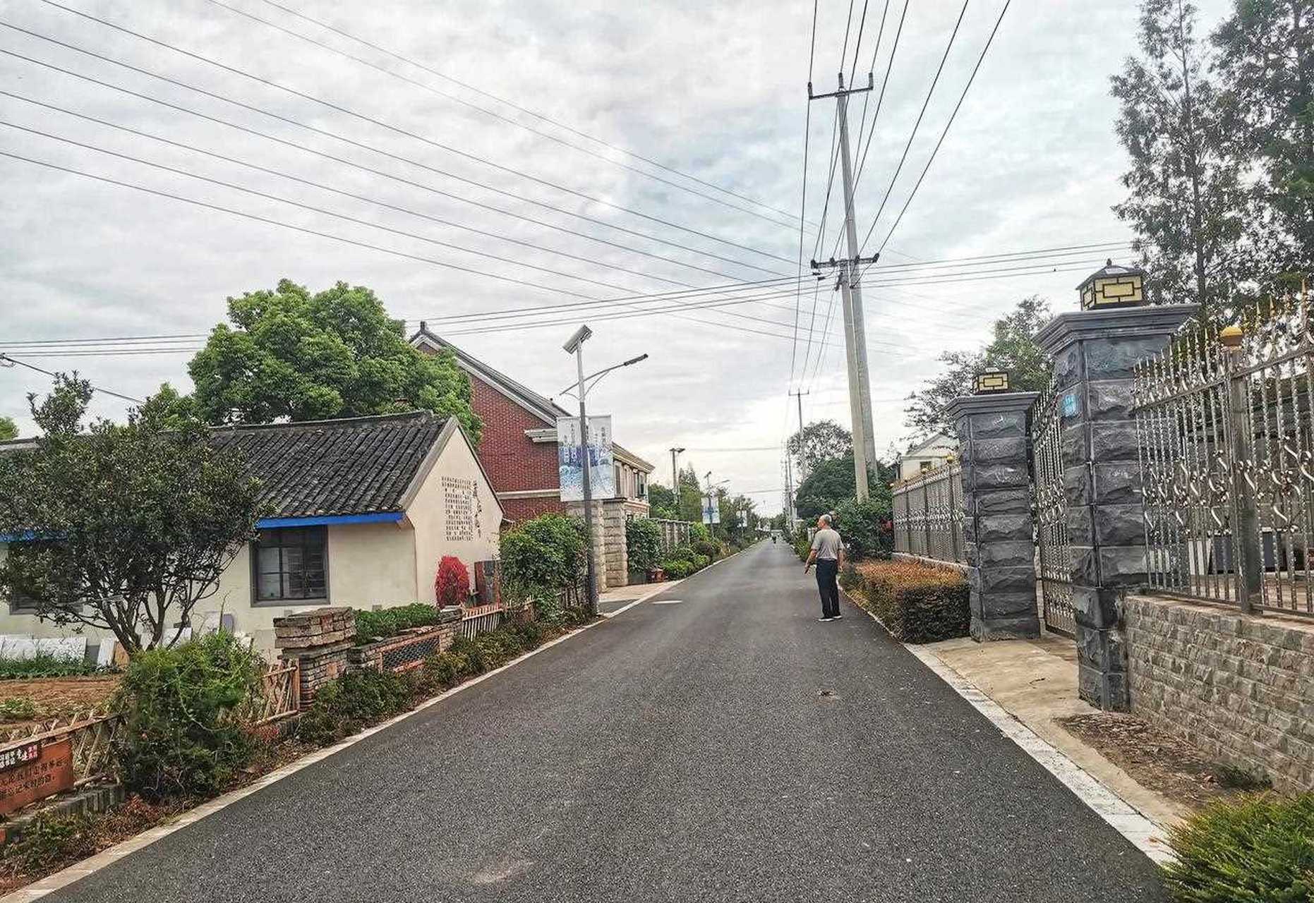 上海崇明岛4—庙镇永乐村是上海市第二批乡村振兴示范村,种植藏红花