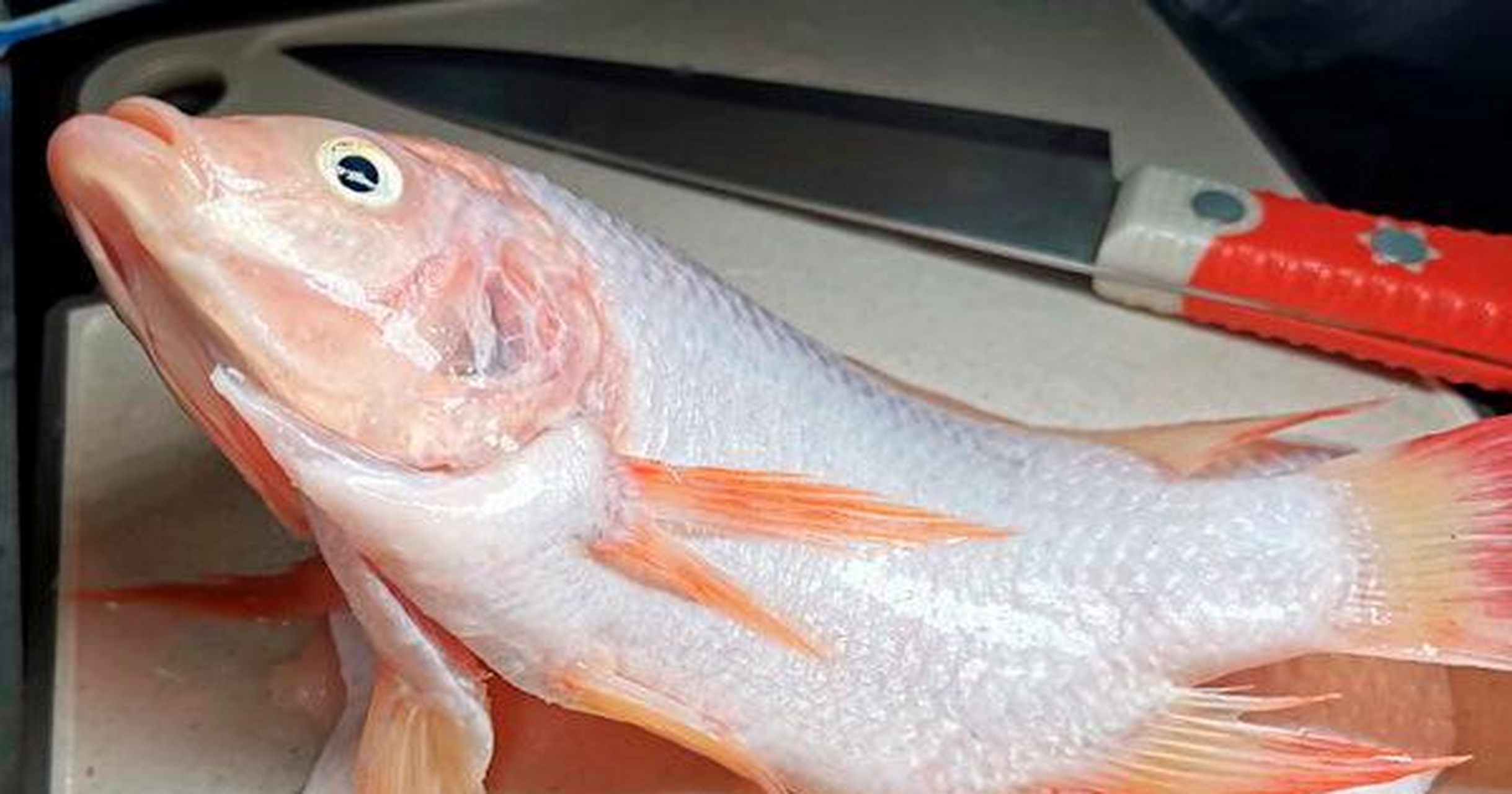 彩云鲷是比较实惠的鱼种,人工淡水养殖出来,刺少肉厚,粉红外表,一直很