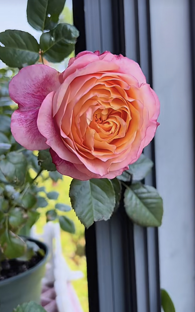 月季花有个新品种,名字叫"大花美人",以下全是它的美照,它的植株高度