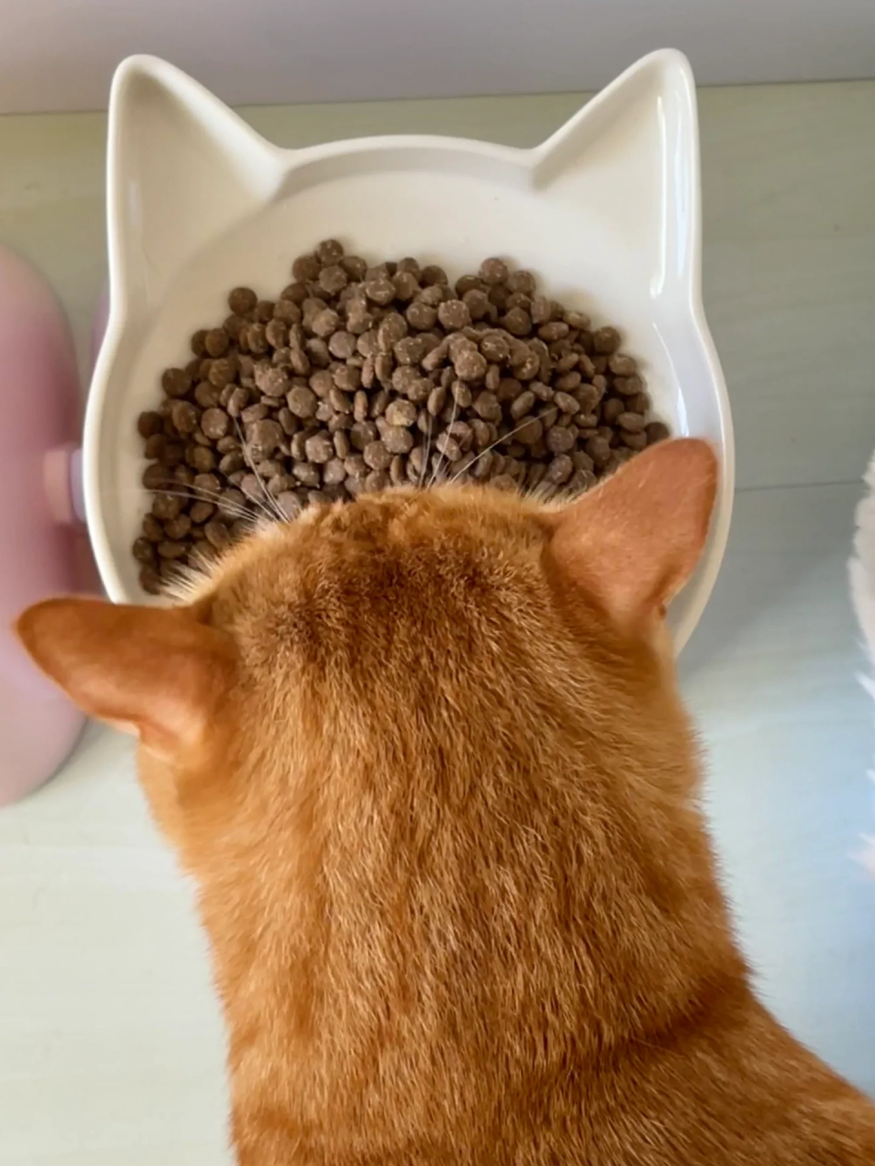 会有人喜欢嘴巴凸凸的小土猫吗  凸嘴小猫似乎有什么心事… 看他眉头