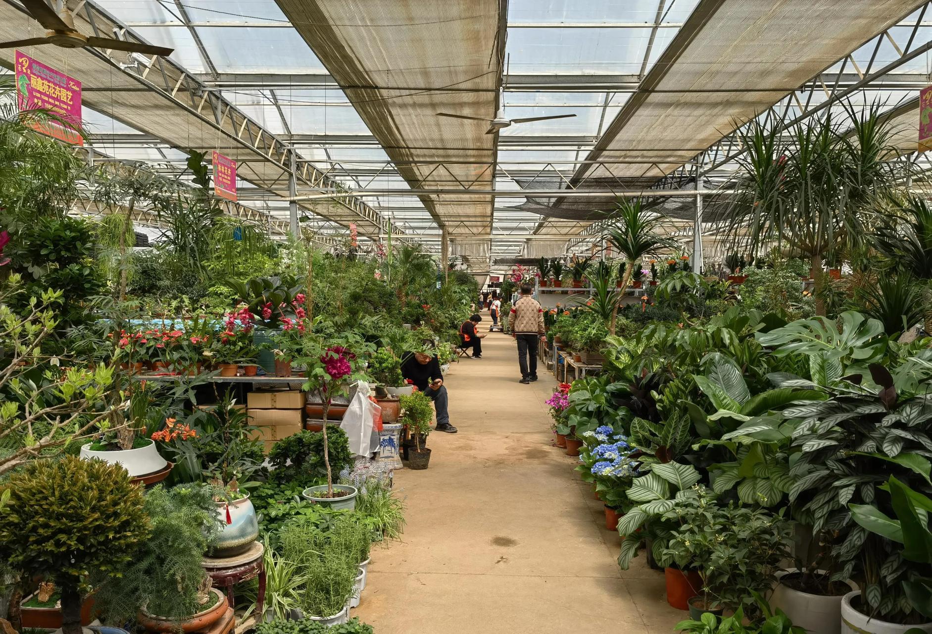 青岛一日游,崂山枯桃花卉市场赏花,买花,种花啦!