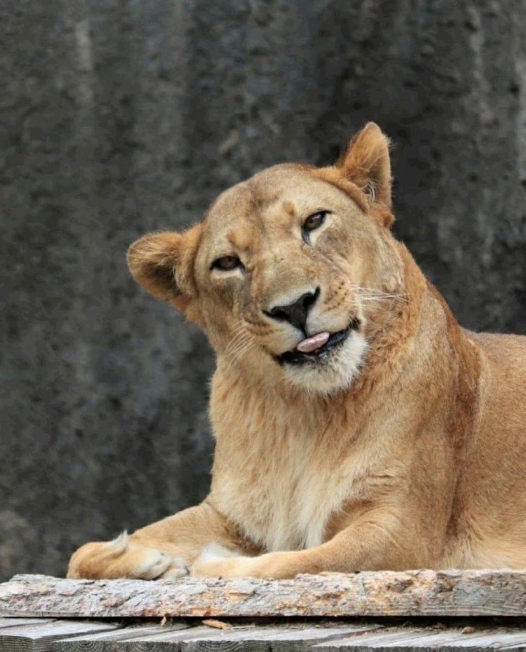 在动物园拍到的狮子带着淑女般的微笑[笑哭]