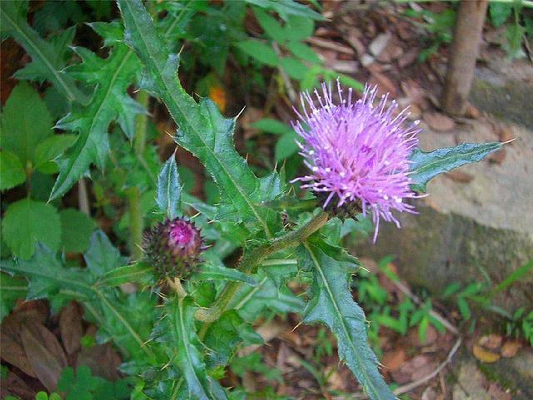 葱花蒜末准备好,七七芽清洗干净焯水煮熟,捞出沥干,放入蒜末,葱花