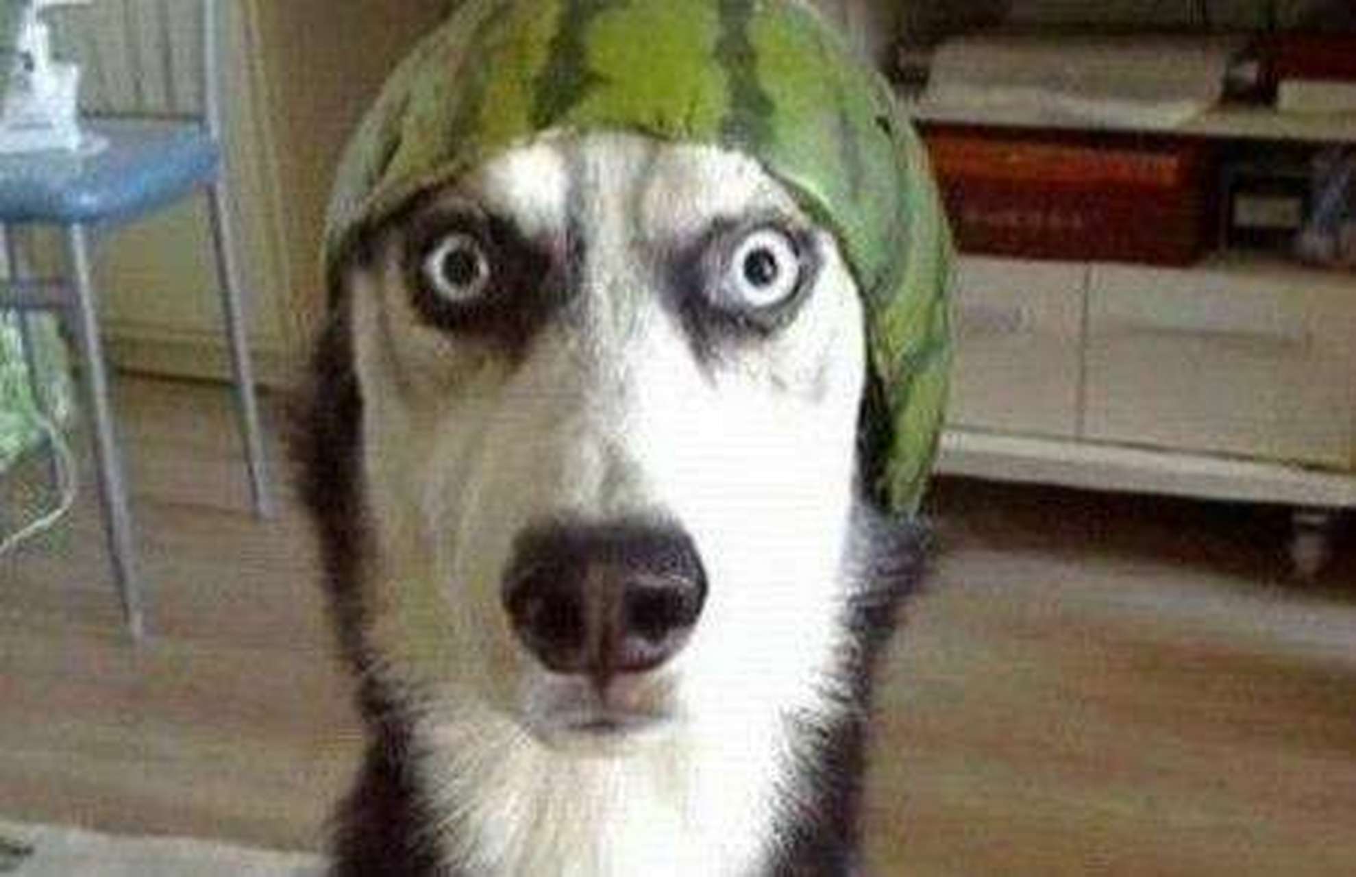 呜呜,戴绿帽子咯