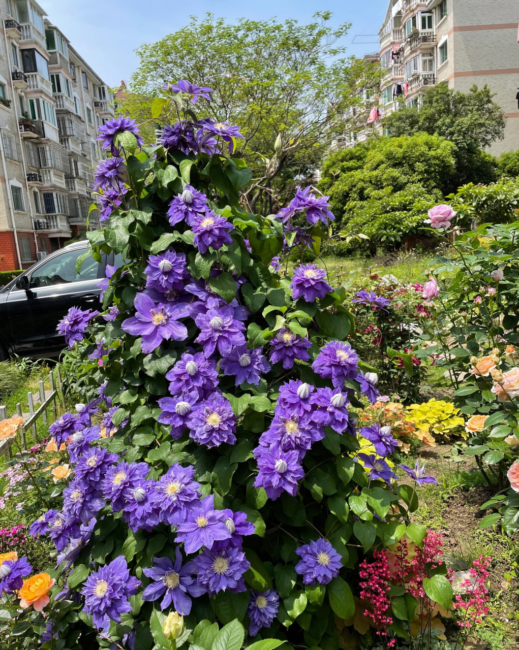 抓住春天的"尾巴",给大家推荐一款很值得养的铁线莲——伍斯特美女,以