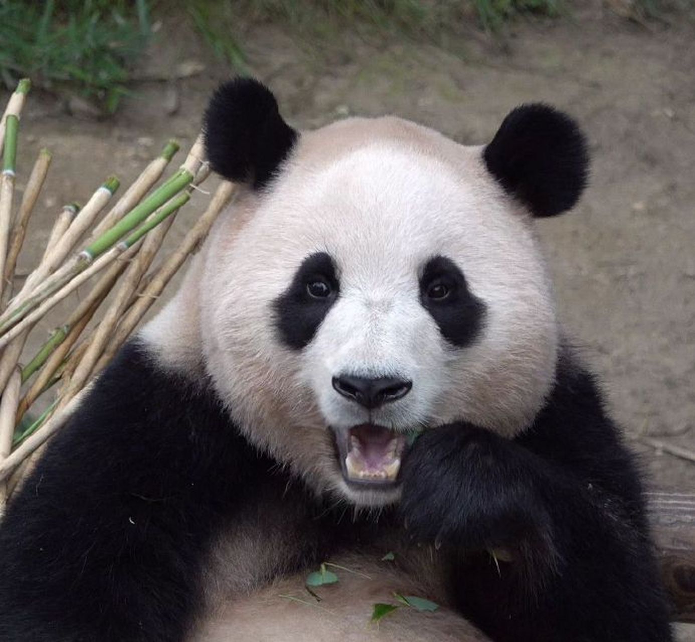 fubao_012486   #大熊猫福宝#  #大熊猫