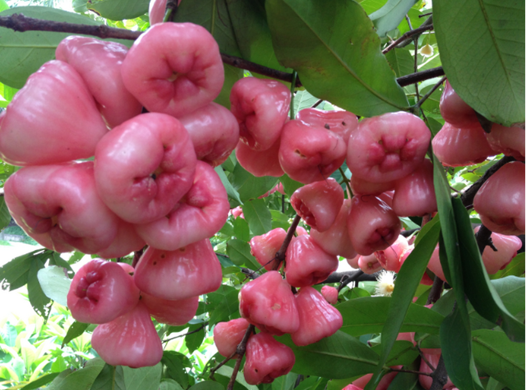 莲雾学名洋蒲桃,又名天桃,爪哇蒲桃,属于桃金娘科乔木.