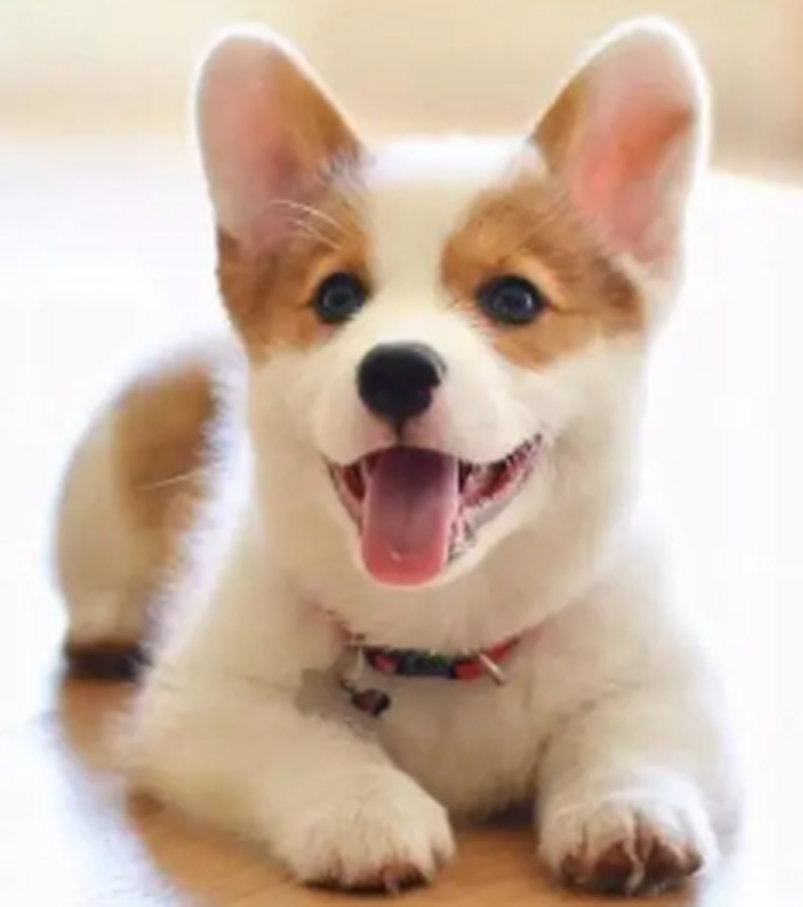 等待吃肉肉的狗狗,乖极了.