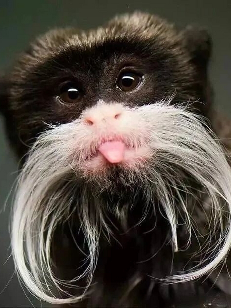 每天认识一种有趣动物皇柽柳猴