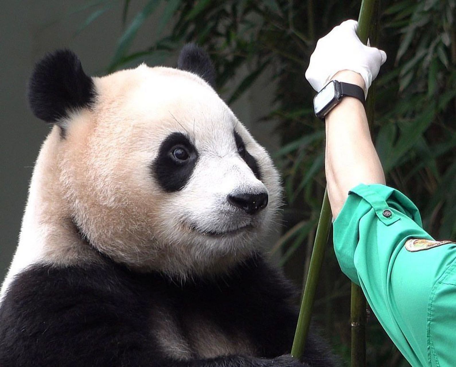 福宝这坚定的眼神像是要入党!