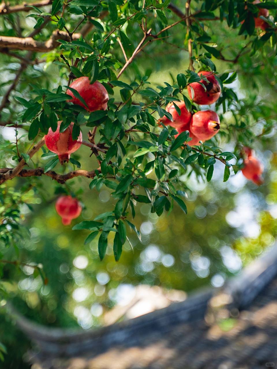 秋日限定丨苏州怡园的石榴树  想和大家分享镜头下的美好95 九月是