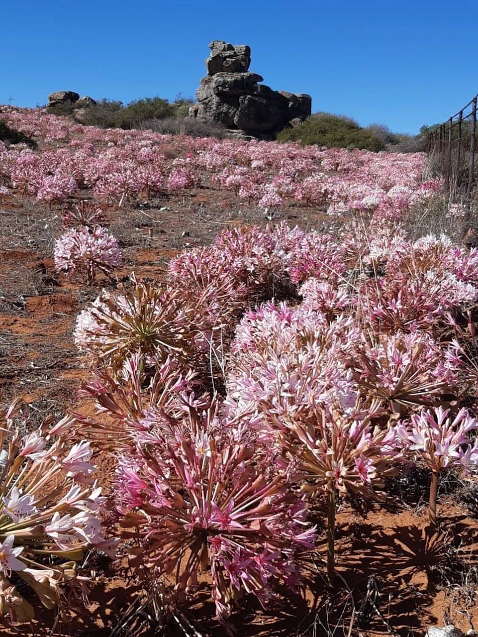 非洲沙漠里的球根女王--灯台百合 灯台百合 学名:brunsvigia bosmania