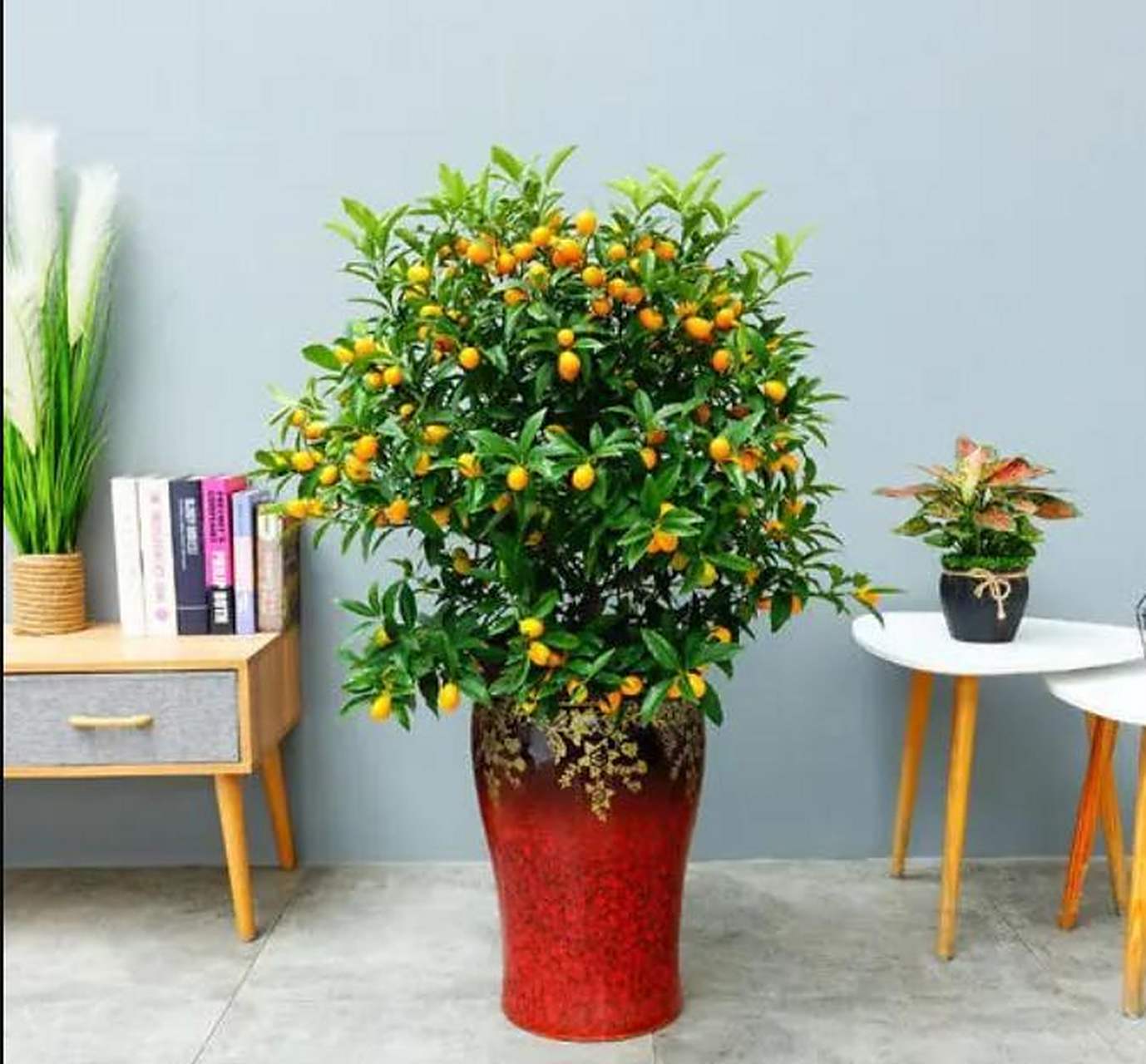 客厅养棵"招财树"镇宅又旺运,越养越值钱  家中种植花卉植物不仅可以