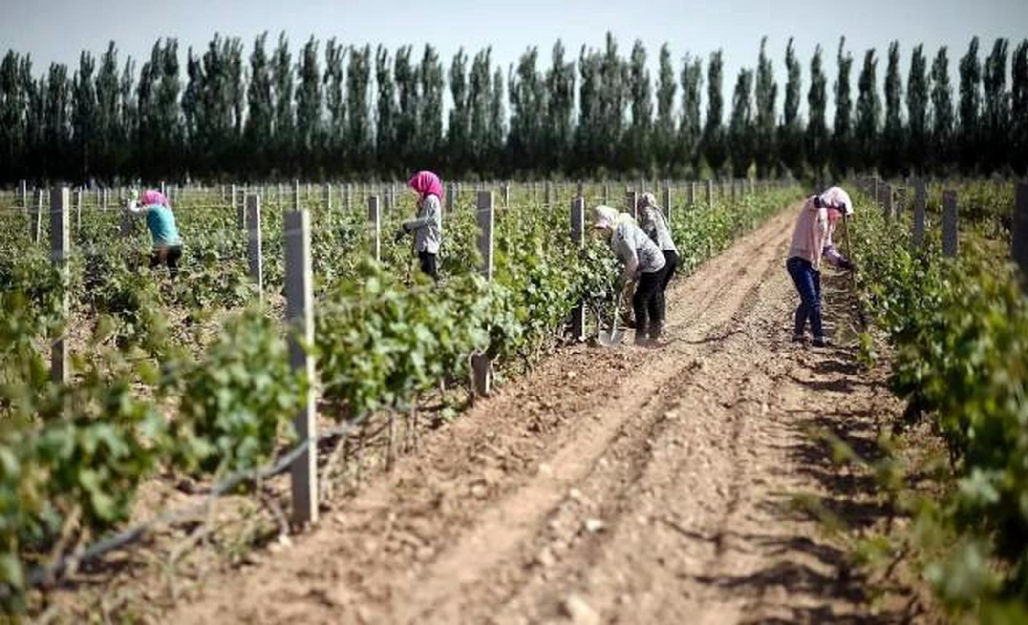 2006年,煤老板刘金奇抛下千亿生意跑到戈壁种葡萄.