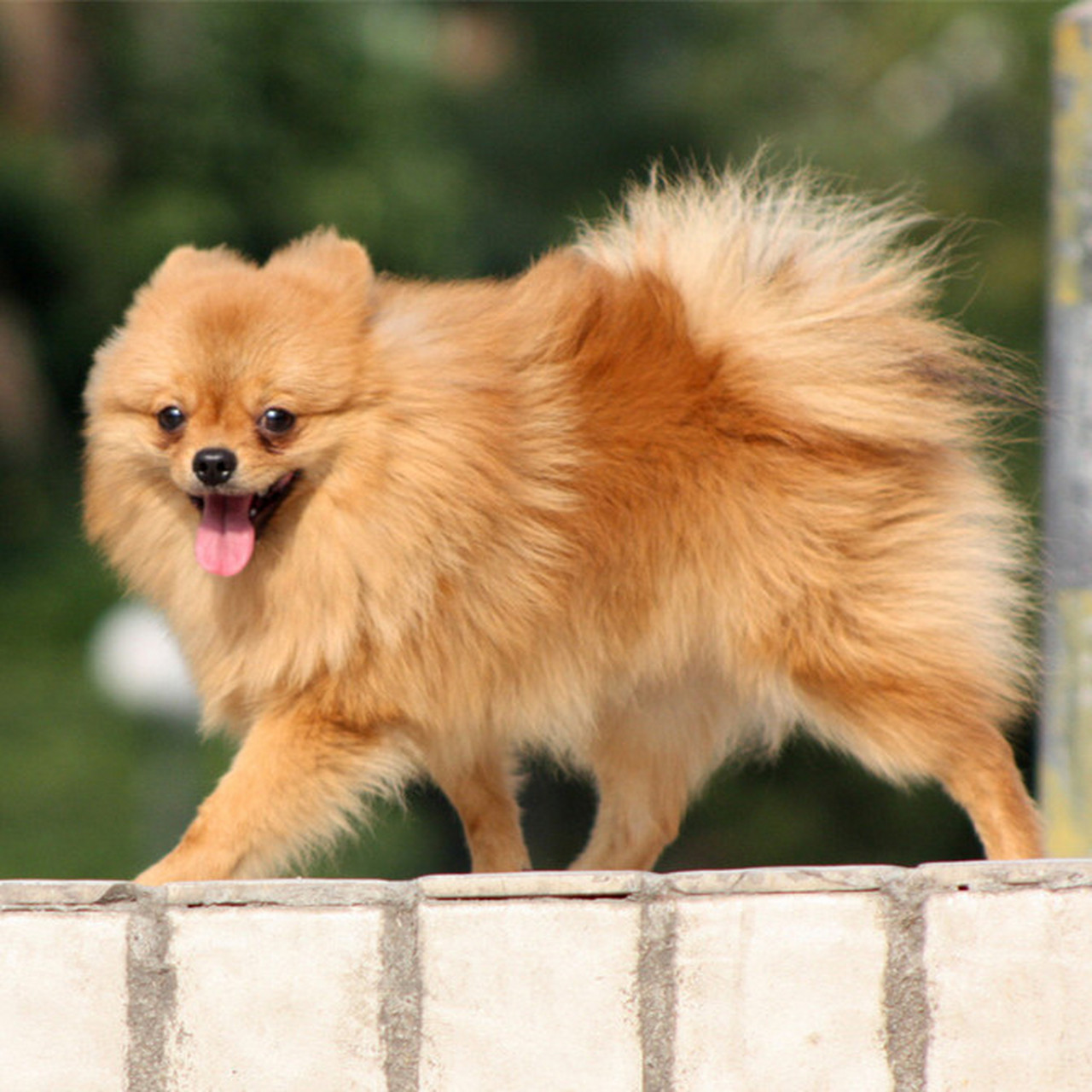 博美体型小巧可爱,适合当伴侣犬