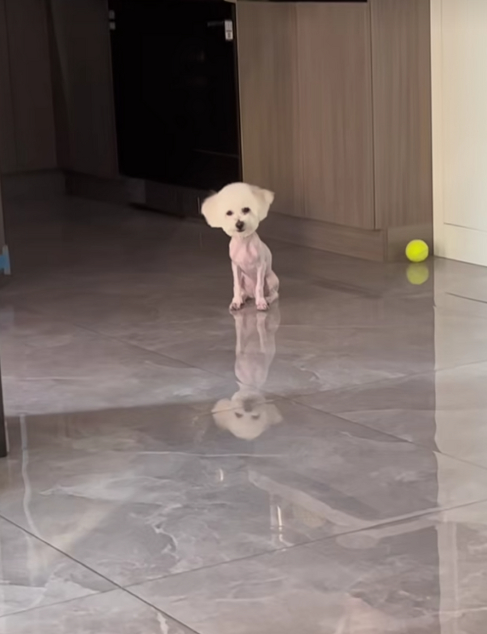 被主人剃光毛发的小比熊,看着真的好好笑,好像一个大头娃娃