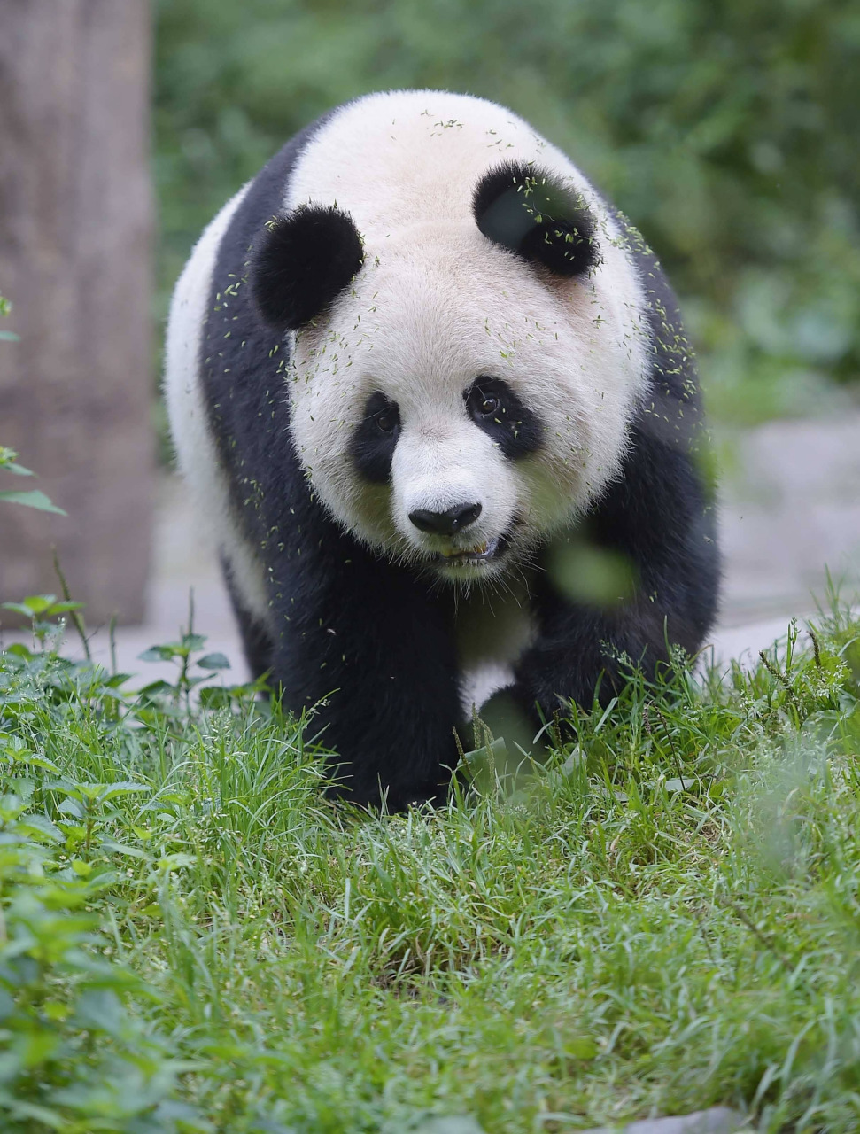 大熊猫的外貌图片