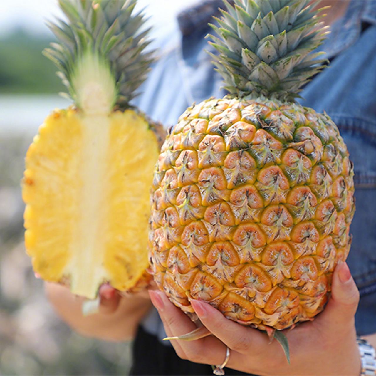『【海南君选】海南澄迈芒果凤梨 季节限定 特有芒果清香 甜度高 顺丰