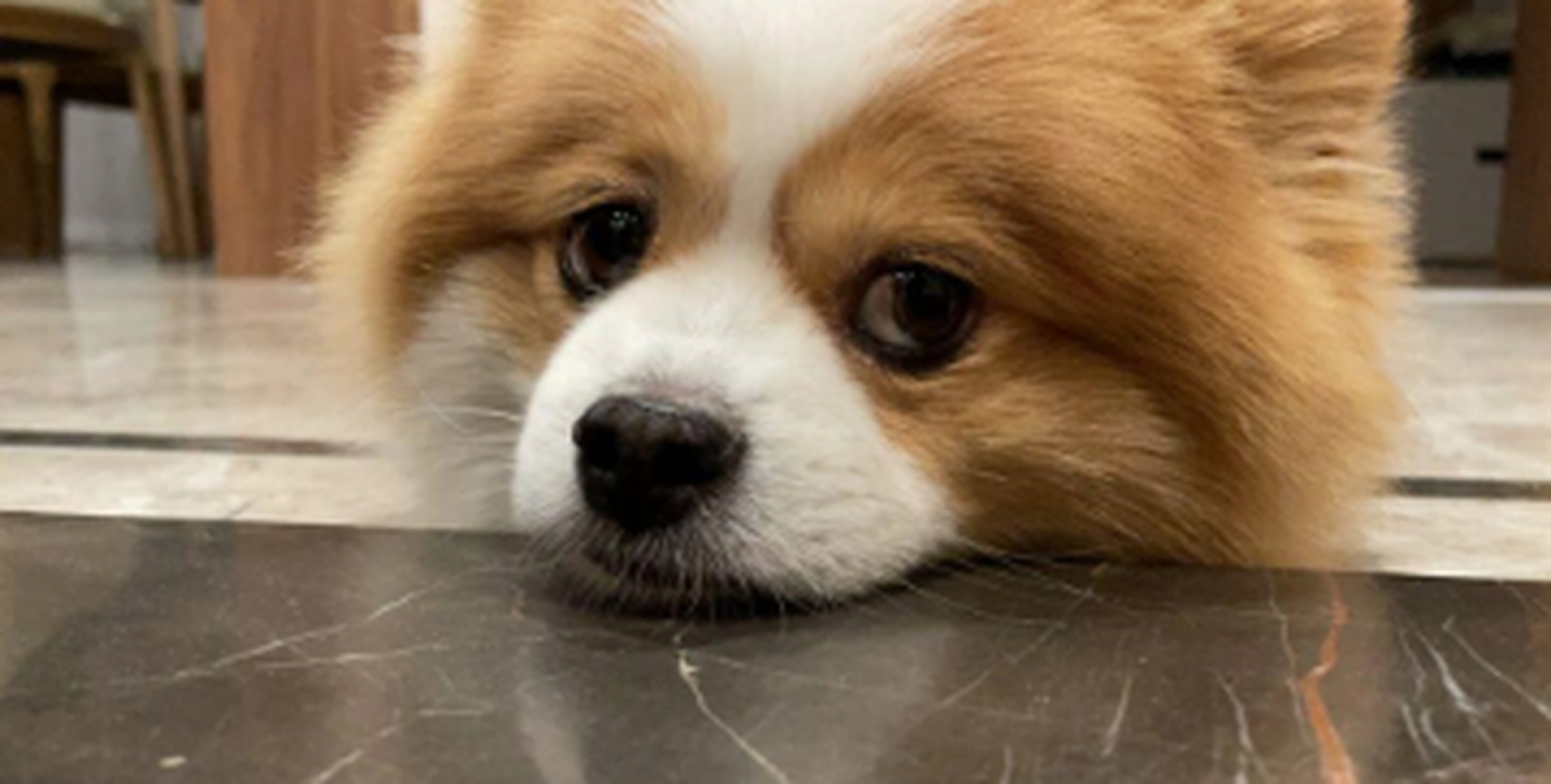 狗狗的日常,趴趴趴