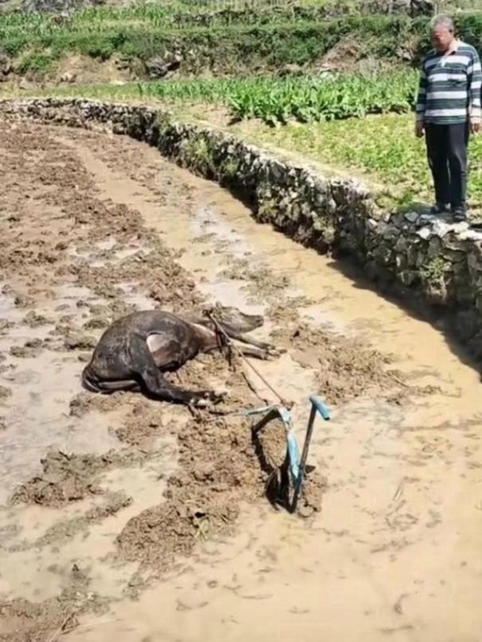 没有耕坏的田,只有累死的牛,下辈子不来了![汗][火焰][微风][围脖](.