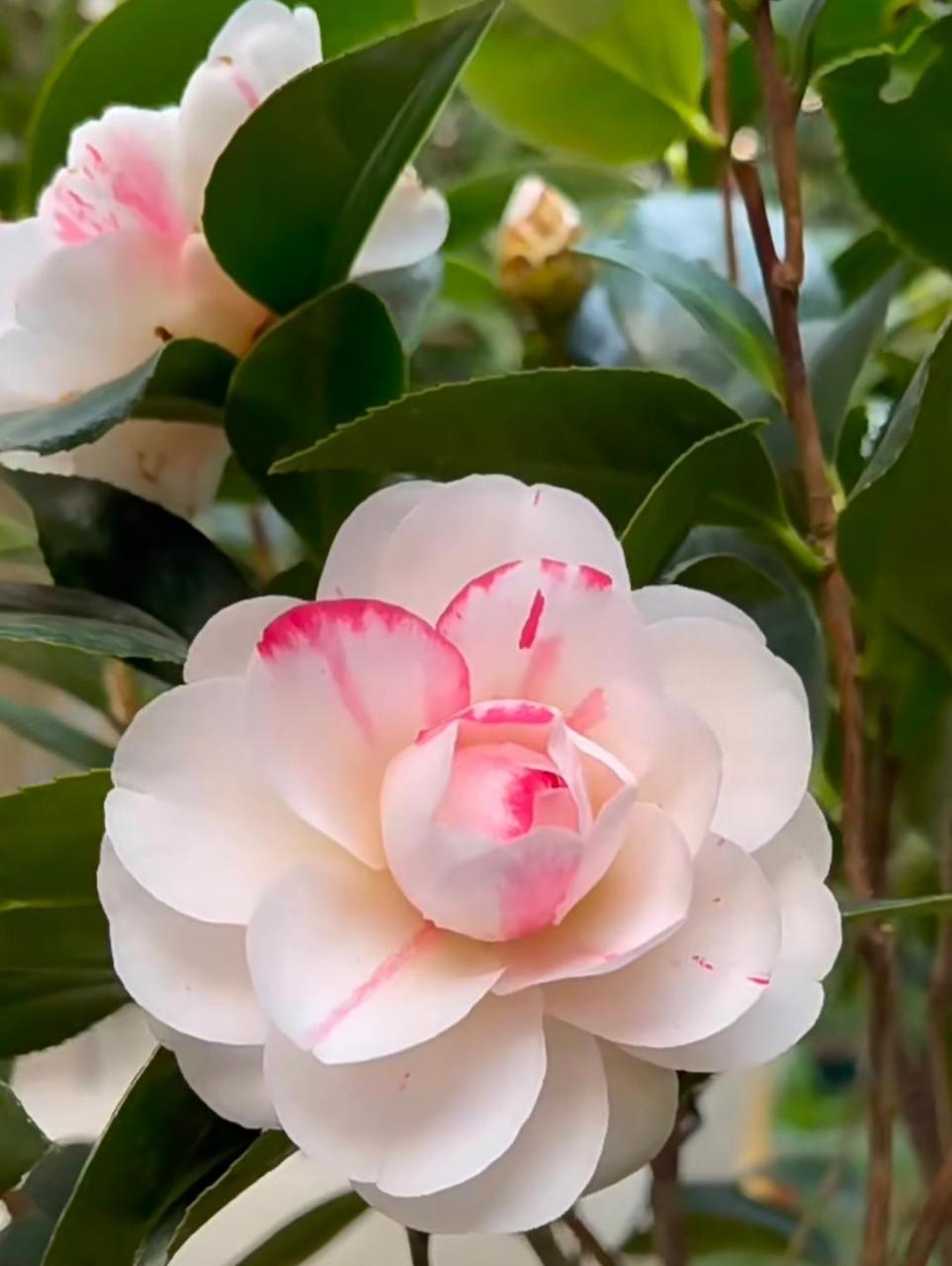 这茶花太美了.