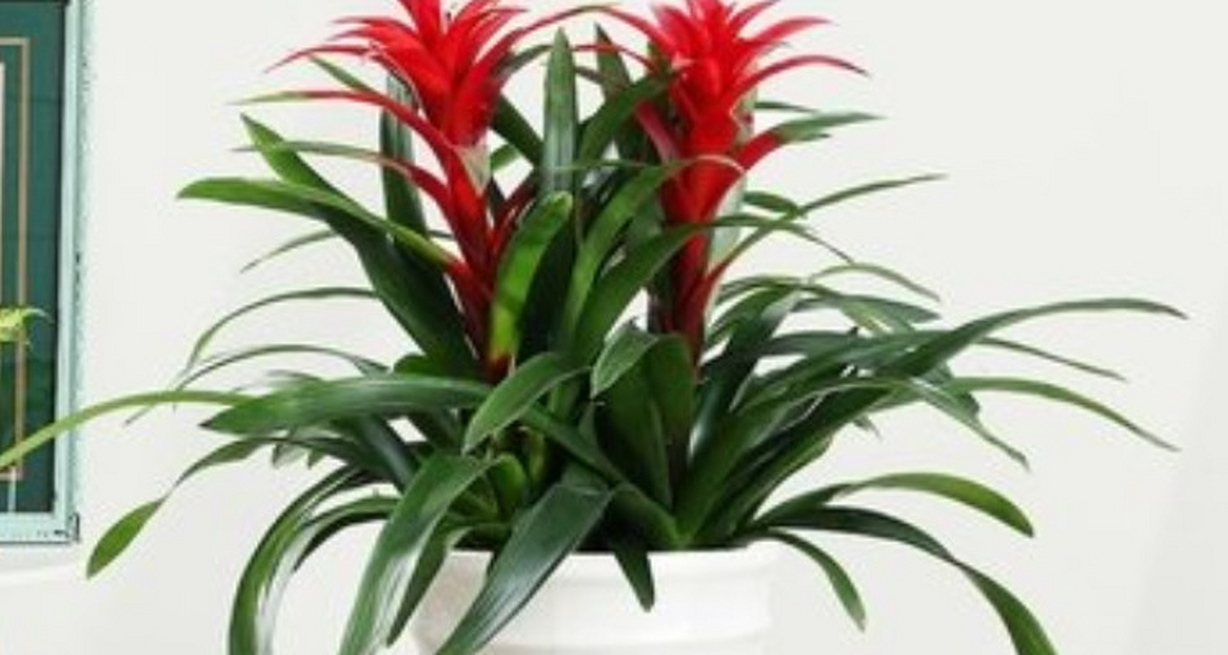 鸿运当头一般能活多久  鸿运当头是一种常见的多肉植物,其寿命长短因