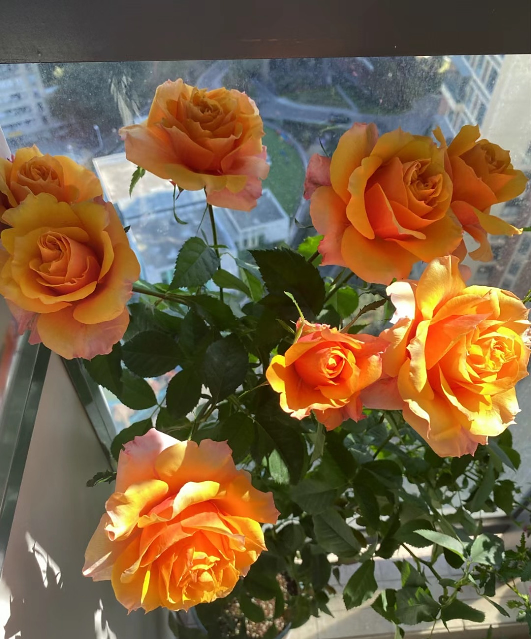 五月末,是春天的"尾巴",带大家欣赏一款被花友称为"完美"的月季花