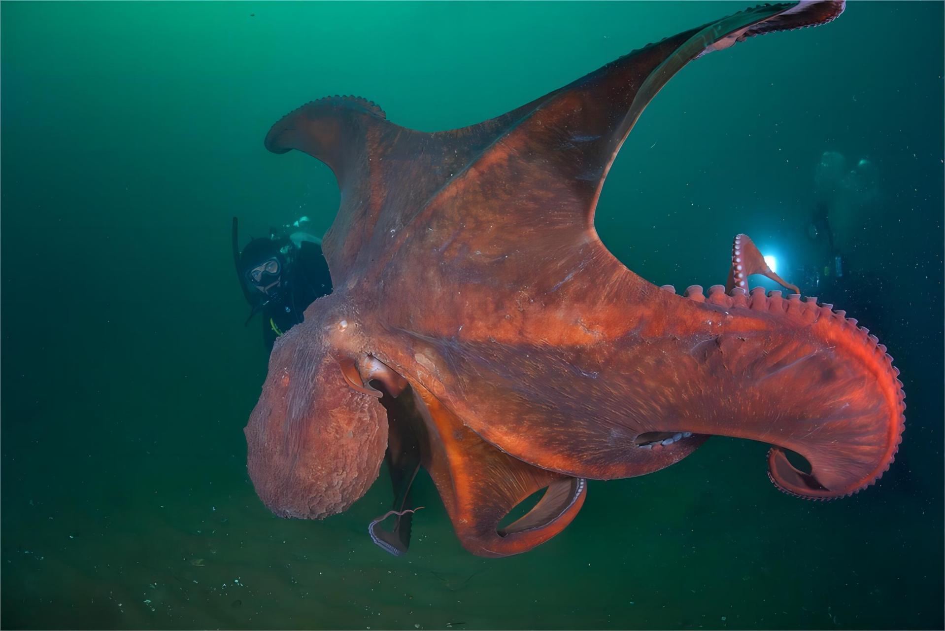 深海神秘未知巨型生物图片