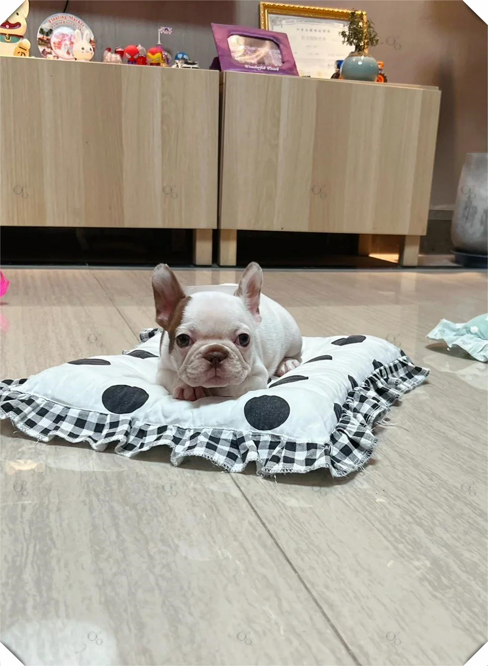 同父同母的妹妹来啦～她是一只巧克力花色的小法斗,简直可爱到爆炸