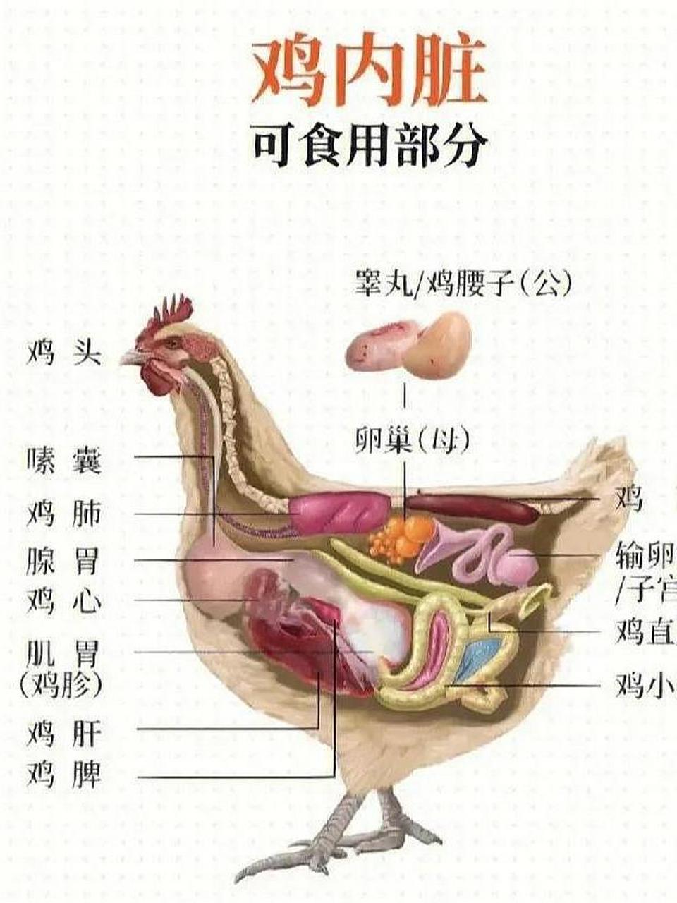 鸡内脏名称及图片大全图片