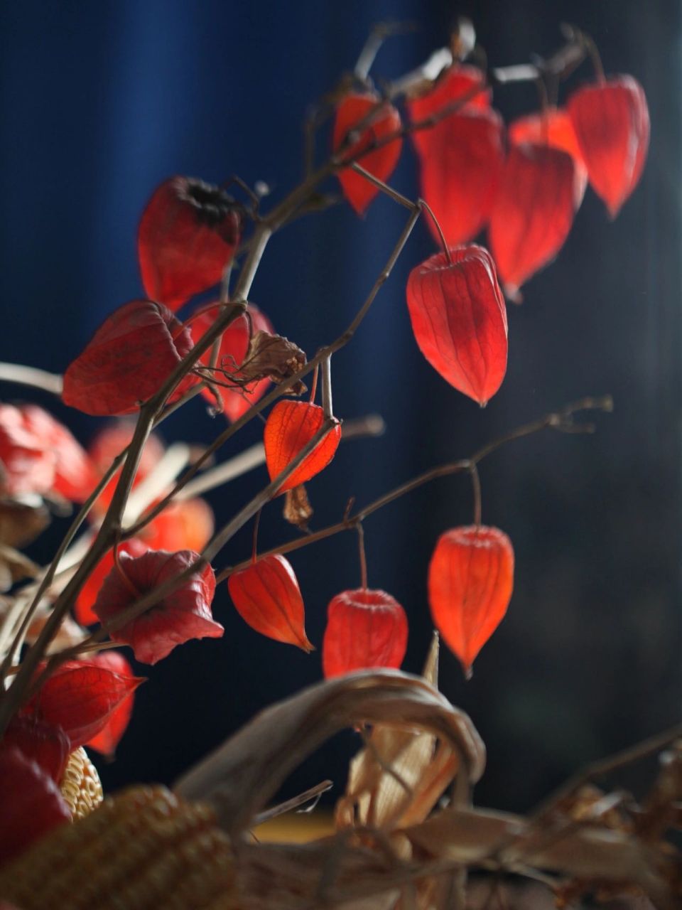 红姑娘的学名叫酸浆,或者是灯笼草,泡泡草等等,功效主要是清热解毒.