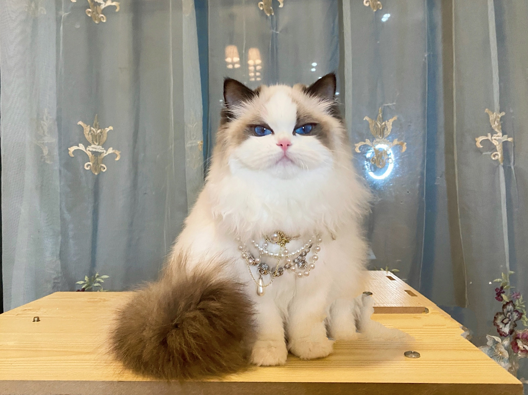 布偶猫 戴上皇冠的赛级妹妹,美到窒息.